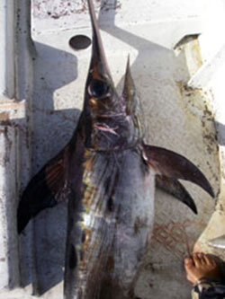 釣魚図鑑 沖縄県与那国島のカジキ釣り漁船 遊漁船 勝丸